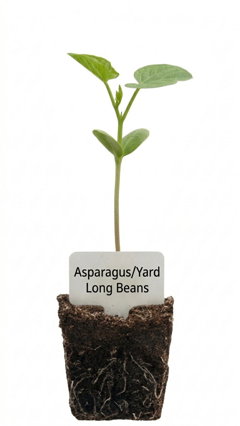 Asparagus/Yard Long Beans Seedlings