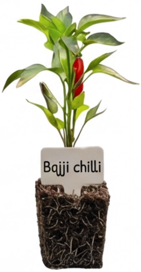 Bajji Chilli / Long Hot Pepper