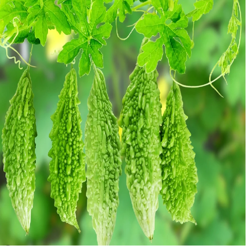 Bitter gourd