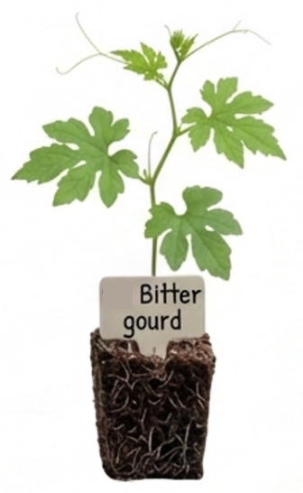 Bitter Gourd Seedling