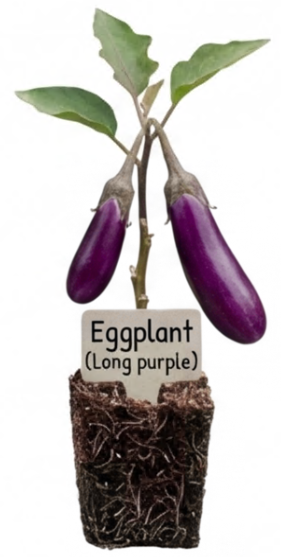 Eggplant Seedlings - Purple Long