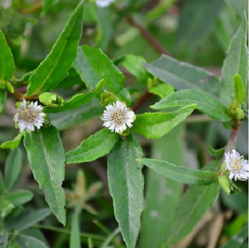 Guntagalagara Aaku (Bhringraj)