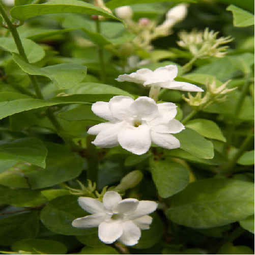 Jasmine Plant