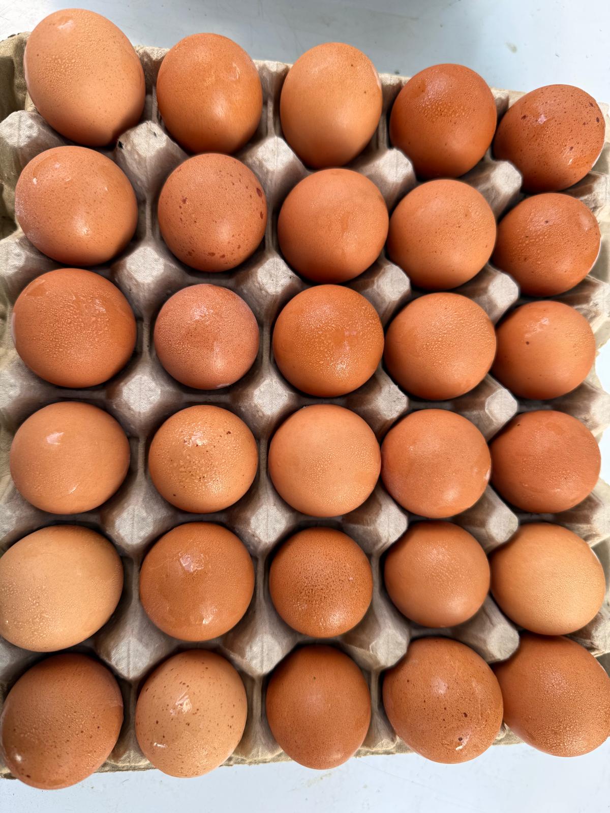 Organic Eggs