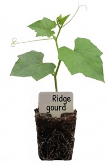 Ridge Gourd Seedling