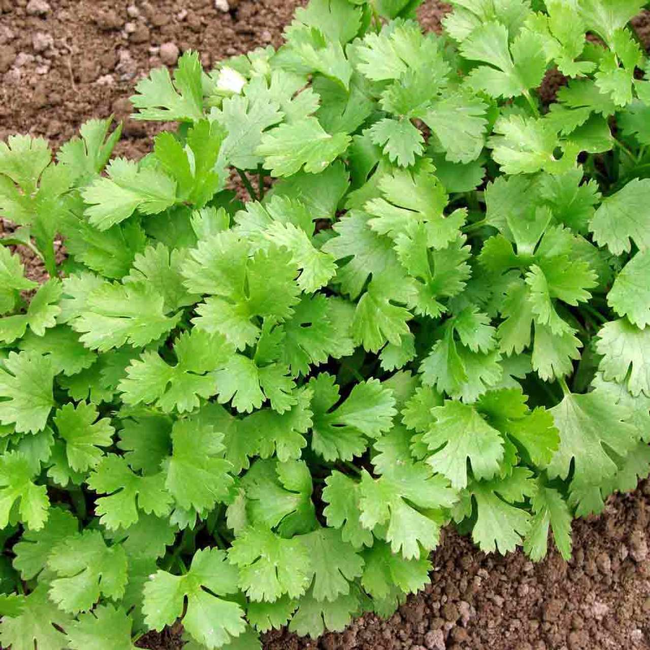 Cilantro