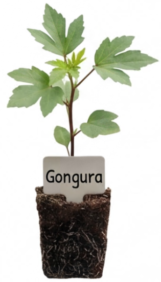 Gongura/Red Sorrel Plant/Seedling