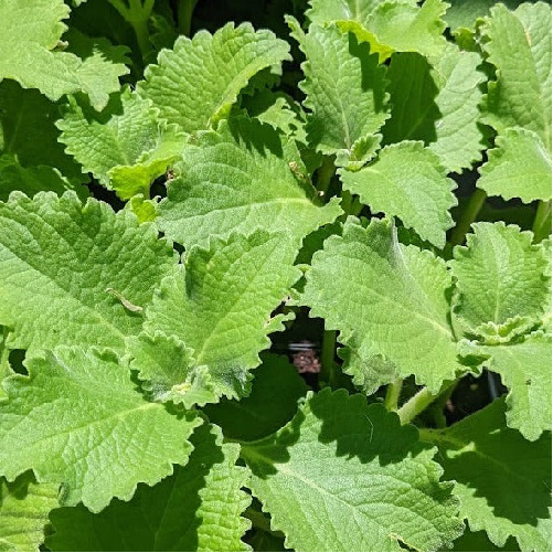 Ajwain Leaves