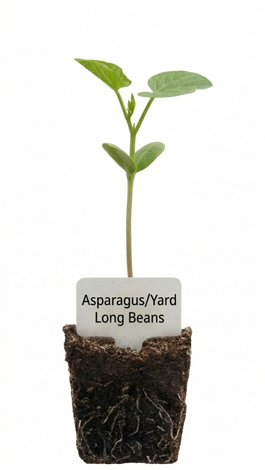 Asparagus/Yard Long Beans Seedlings