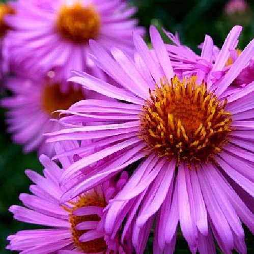 Aster Edible Flower