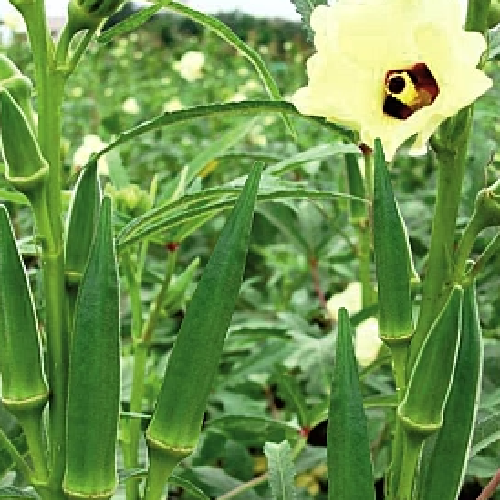OKRA / BHENDI