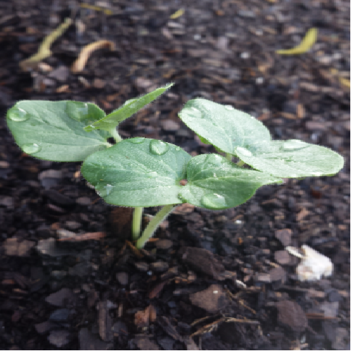 OKRA / BHENDI PLANT