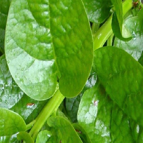 Bachali / Poi / Malabar spinach
