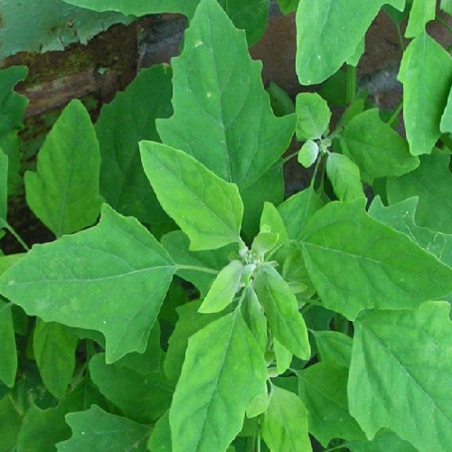 Bathua