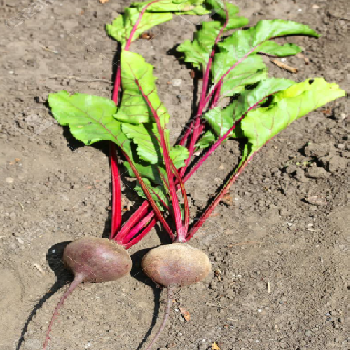 Beetroot