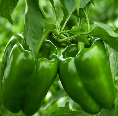 BELL PEPPERS