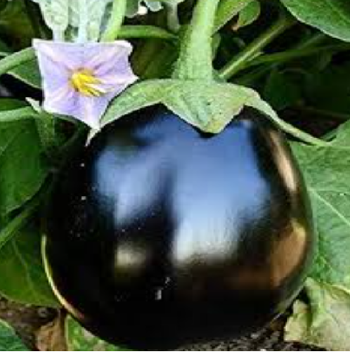 Big eggplant