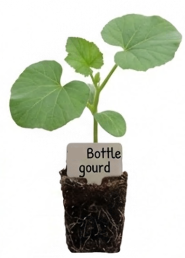 Bottle Gourd Seedling