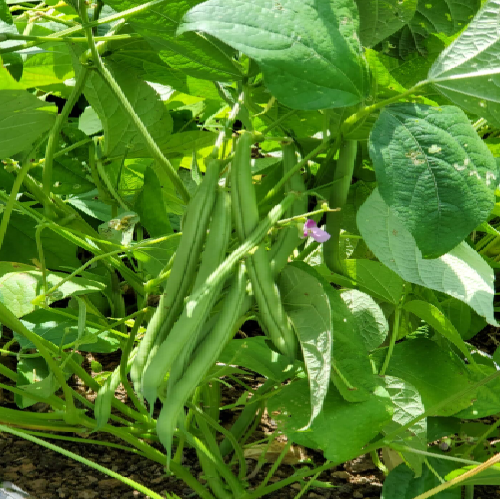 Bush beans