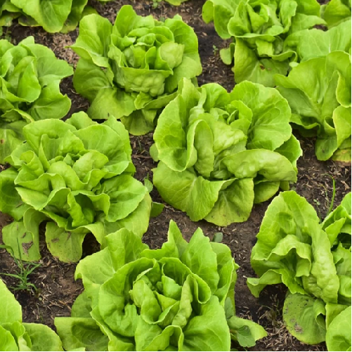 Buttercrunch lettuce