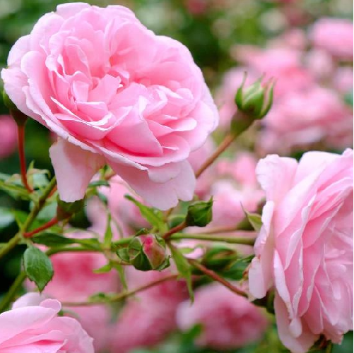 Button Roses ( Pink)