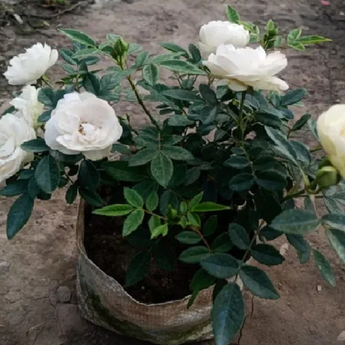 Button Roses ( White)