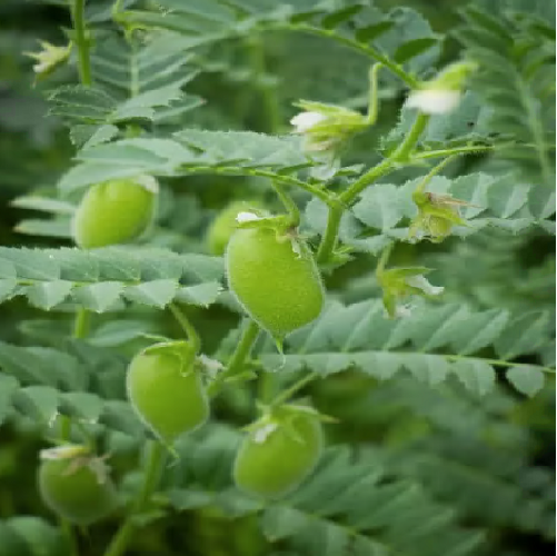 Chickpea plant with pods