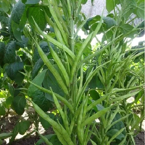 Cluster bean/ Goru chikkudu