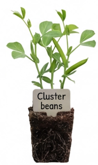 Cluster Beans/Goruchikkudu