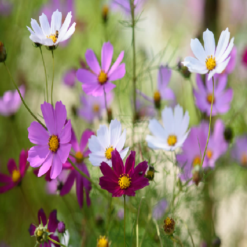 Cosmos Edible Flowers
