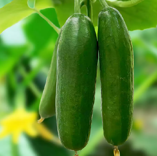Cucumber
