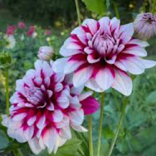 Dahlia Bouquet Flowers