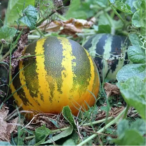 Yellow round cucumber/Dosakaya