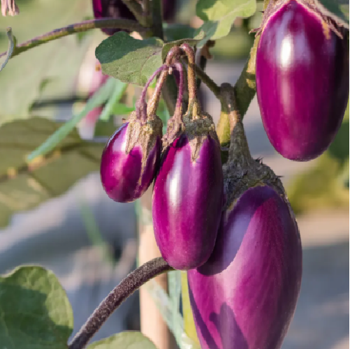 Eggplant