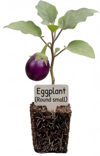 Eggplant Seedlings - Purple Round