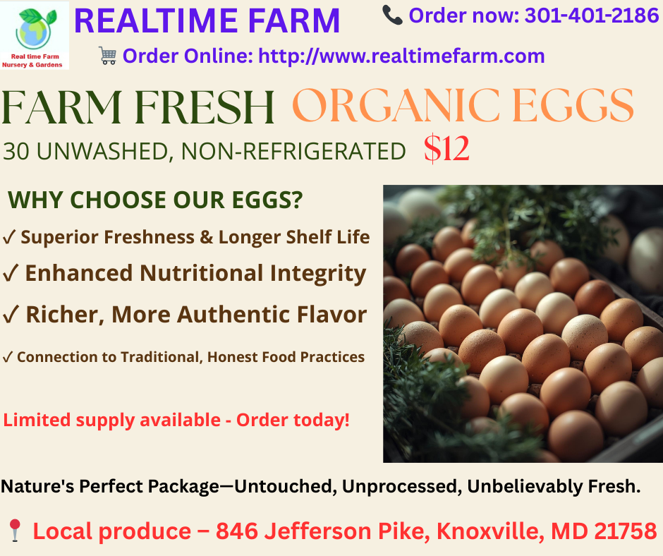 Egg Tray JUMBO SIZE (30 Organic)