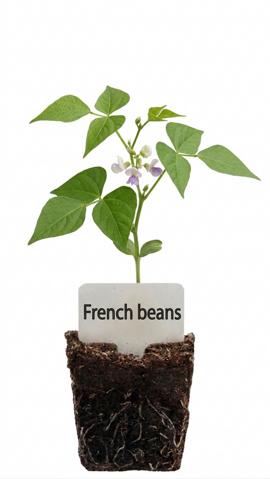 French Beans Seedlings