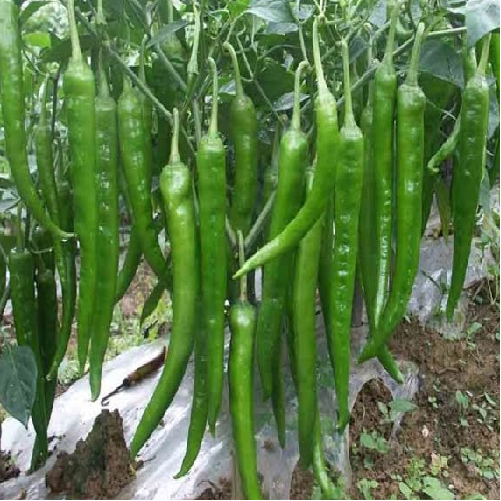 GREEN CHILLI