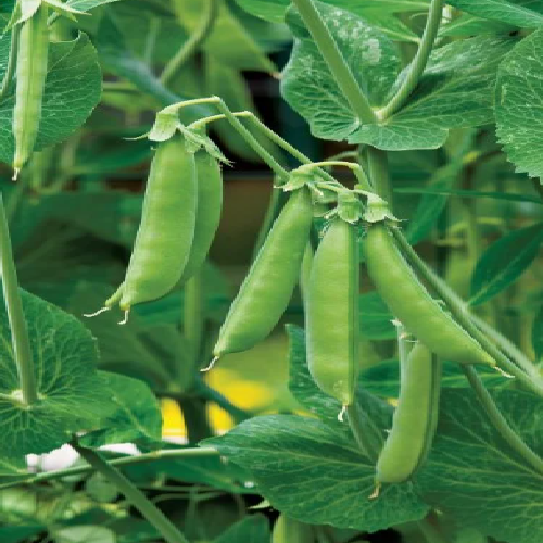 Garden peas