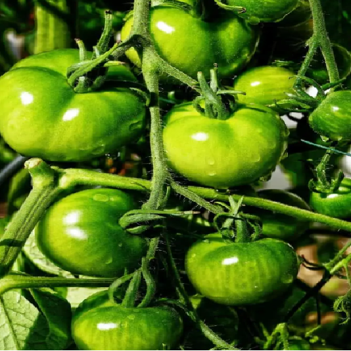 Unripe/Green Tomatoes
