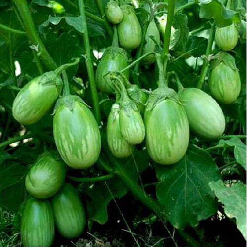 Green and white Eggplant