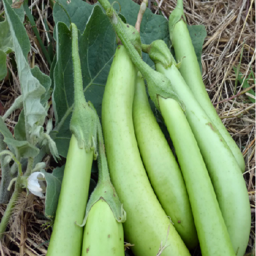Green long Eggplant