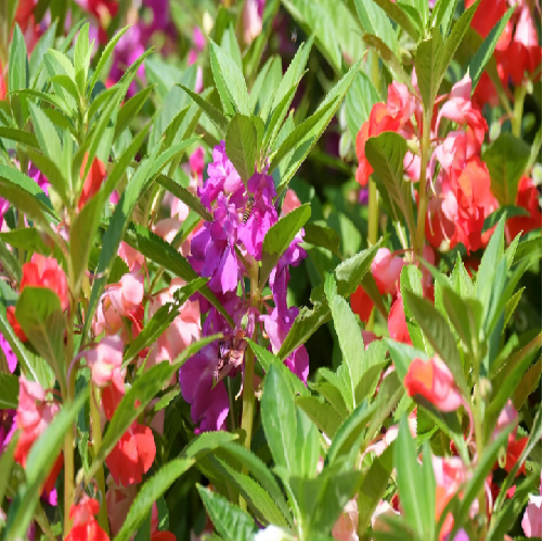 Impatiens Edible Flowers