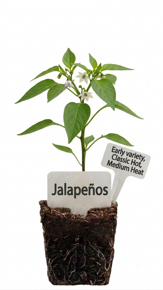 Jalapeno Seedlings