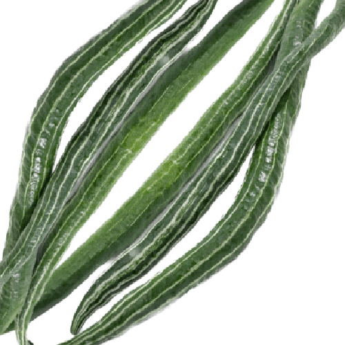 Long Snake gourd