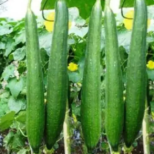 Luffa gourd/ Nethi beerakaya