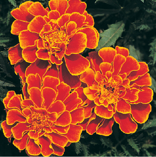 Marigold Edible Flowers