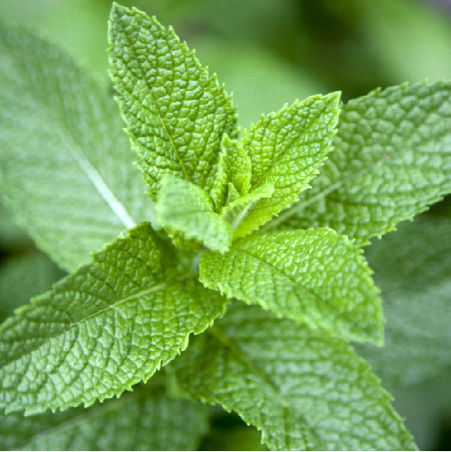 Mint