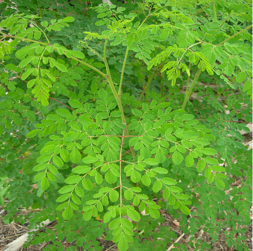 Moringa leaves