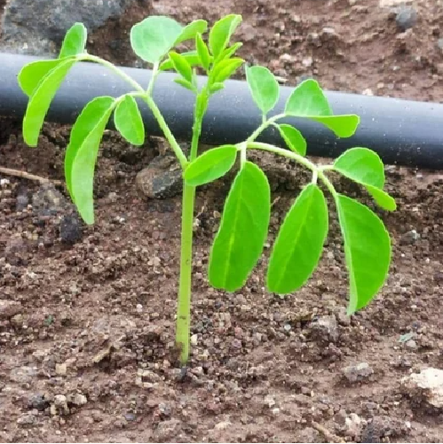 Moringa Plant